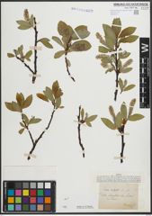 Foto von Salix hastata L.